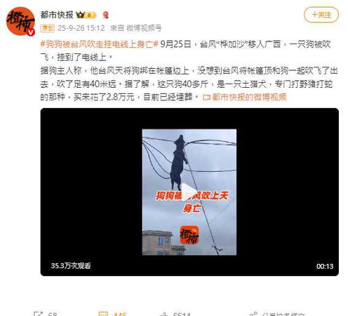 飼主悲痛表示,帳篷四角都有螺絲釘固定,仍被強風吹翻,小狗無辜喪命。(圖/翻攝自微博, 都市快報 )