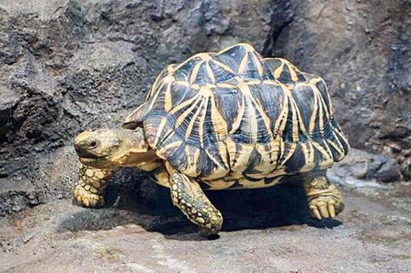 ▲江姓男子今年2月間指示泰籍女子自泰國將保育類動物印度星龜、美國牛蛙與紫金蟒等活體動物夾帶入境，2名泰女入境後被海關、航警當場查獲，圖為印度星龜。（圖／翻攝自網路）