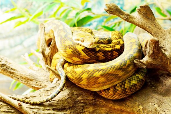 ▲江姓男子今年2月間指示泰籍女子自泰國將保育類動物攜帶入境後被海關、航警當場查獲，圖為紫金蟒。（圖／翻攝自網路）