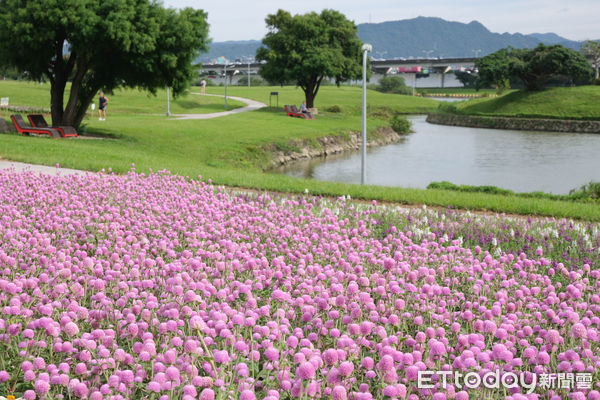 ▲美堤河濱親水灣步道旁綠地種有1.8萬盆圓仔花、2萬盆百日草，以及1.6萬盆天使花,美堤河濱花海,花海。（圖／記者彭懷玉攝）