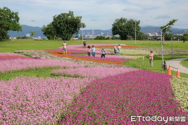 ▲美堤河濱親水灣步道旁綠地種有1.8萬盆圓仔花、2萬盆百日草，以及1.6萬盆天使花,美堤河濱花海,花海。（圖／記者彭懷玉攝）
