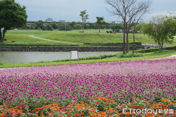 ▲美堤河濱親水灣步道旁綠地種有1.8萬盆圓仔花、2萬盆百日草，以及1.6萬盆天使花,美堤河濱花海,花海。（圖／記者彭懷玉攝）