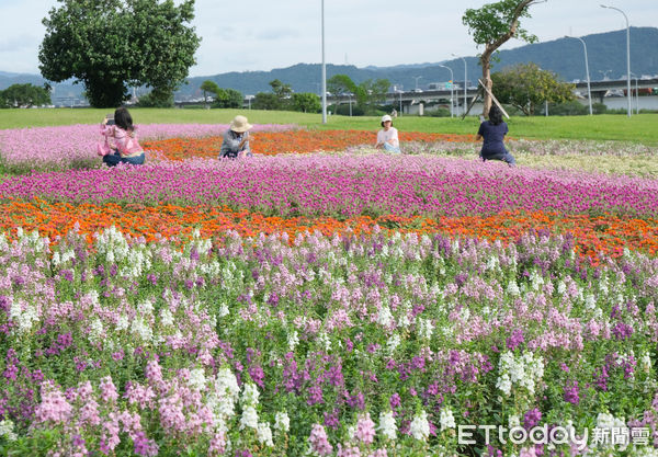 ▲美堤河濱親水灣步道旁綠地種有1.8萬盆圓仔花、2萬盆百日草，以及1.6萬盆天使花,美堤河濱花海,花海。（圖／記者彭懷玉攝）