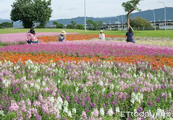 ▲美堤河濱親水灣步道旁綠地種有1.8萬盆圓仔花、2萬盆百日草，以及1.6萬盆天使花,美堤河濱花海,花海。（圖／記者彭懷玉攝）