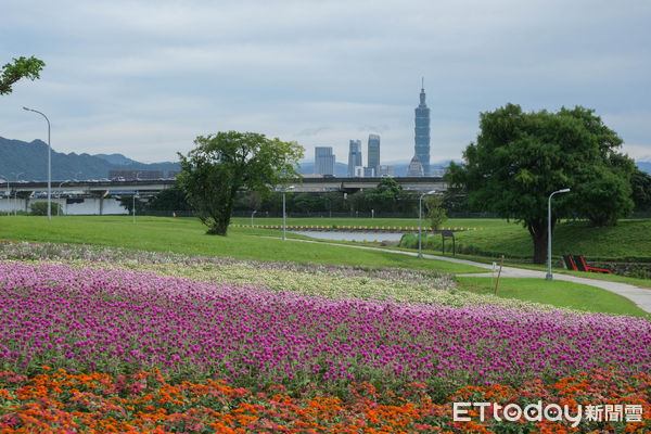 ▲美堤河濱親水灣步道旁綠地種有1.8萬盆圓仔花、2萬盆百日草，以及1.6萬盆天使花,美堤河濱花海,花海。（圖／記者彭懷玉攝）