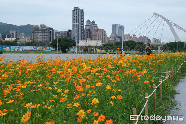 ▲大佳河濱公園接著在第二區迎來4.5萬株（大約378坪）光陽種向日葵接棒開花,向日葵,大佳河濱公園花海。（圖／記者彭懷玉攝）