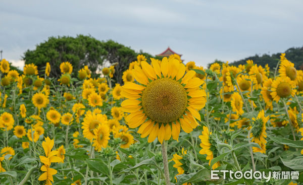 ▲大佳河濱公園接著在第二區迎來4.5萬株（大約378坪）光陽種向日葵接棒開花,向日葵,大佳河濱公園花海。（圖／記者彭懷玉攝）