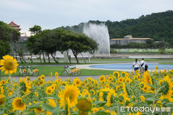 ▲大佳河濱公園接著在第二區迎來4.5萬株（大約378坪）光陽種向日葵接棒開花,向日葵,大佳河濱公園花海。（圖／記者彭懷玉攝）