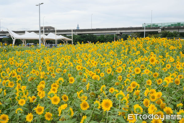 ▲大佳河濱公園接著在第二區迎來4.5萬株（大約378坪）光陽種向日葵接棒開花,向日葵,大佳河濱公園花海。（圖／記者彭懷玉攝）