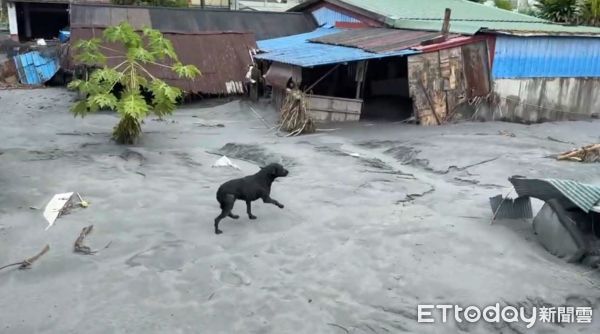 ▲▼搜救犬咪娜。（圖／記者許宥孺翻攝）