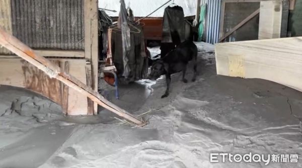 ▲▼搜救犬咪娜。（圖／記者許宥孺翻攝）