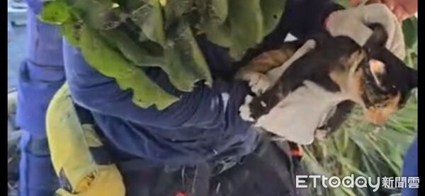 ▲▼花蓮消防局特搜隊從躲在樹上的小花貓安全救下送醫。（圖／記者王兆麟翻攝，下同）