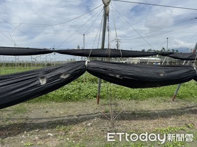屏東鹽埔苦瓜網「遭噴槍燒4個大洞」超扯畫面曝　農民傻眼報警