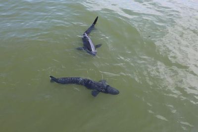 杭州西湖驚現機器魚　能打撈遊客手機、錢包