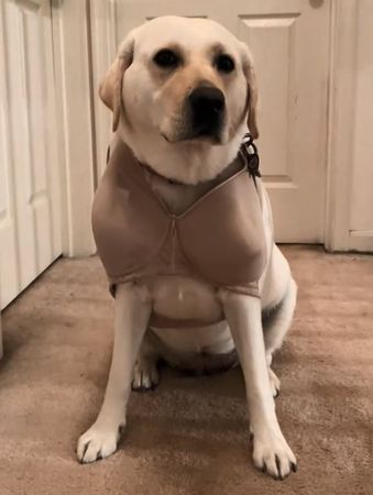 ▲。（圖／翻攝自TikTok／@whitelabsadie）