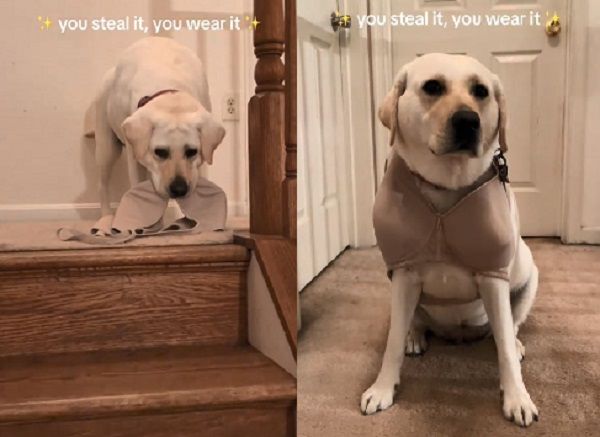 ▲。（圖／翻攝自TikTok／@whitelabsadie）