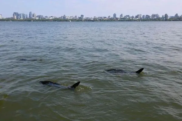 ▲▼杭州西湖仿生機器魚。（圖／翻攝微博）