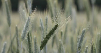 12星座一周運勢出爐 獅子小心言多必失、摩羯工作壓力大