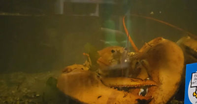 機率三千萬分之一!紐約超市驚見橘色龍蝦 獲救重返大海