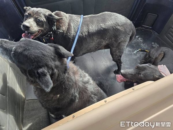 劉阿嬤愛犬平安安置。（圖／洛基小聿媽ｘ黃金獵犬吳洛基提供）