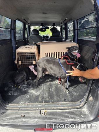 劉阿嬤愛犬平安安置。（圖／洛基小聿媽ｘ黃金獵犬吳洛基提供）