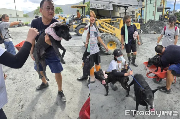 劉阿嬤愛犬平安安置。（圖／洛基小聿媽ｘ黃金獵犬吳洛基提供）