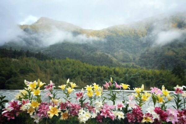 ▲▼阿里山百合花季。（圖／阿里山賓館提供）
