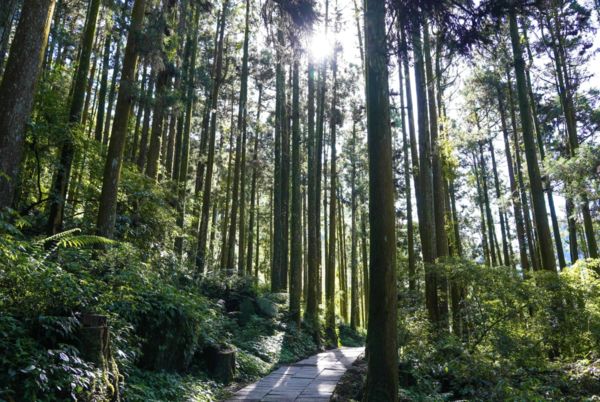 ▲▼阿里山頂湖步道。（圖／嘉義縣政府提供）