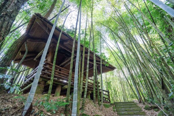 ▲▼阿里山迷糊步道。（圖／嘉義縣政府提供）