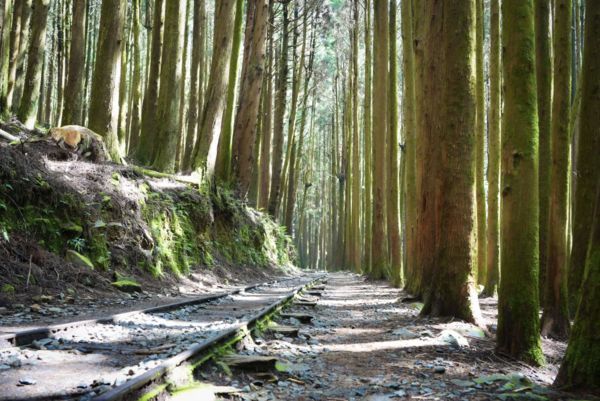 ▲▼阿里山特富野步道。（圖／嘉義縣政府提供）