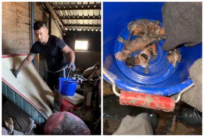 「救貓超人」花蓮災區救出5隻小奶貓！3隻堅強活下來...網淚謝