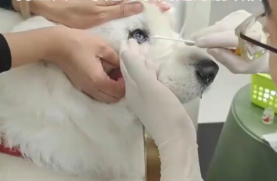 給狗狗戴隱形眼鏡？　背後原因超暖心：幫牠治病