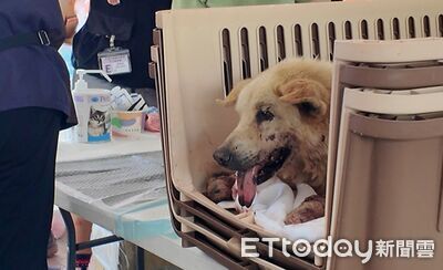 洪災動物救護站已安置30隻狗狗　牠「胸部破裂」重傷搶救中　