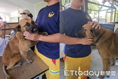 狗狗「168」獲救洗香香超淡定　見救牠特搜隊員立刻黏住狂撒嬌