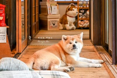 角館療癒系「秋田犬民宿」開箱！