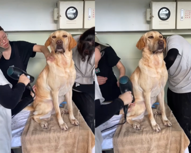 搜救犬Ring災區洗香香 享受志工3人6手服務「一臉沉醉」