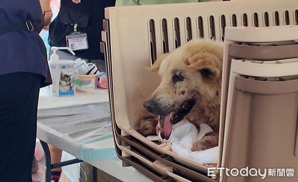 ▲動物救護站已安置30隻狗狗，現場物資堆積如山。（圖／地方中心翻攝）