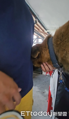 光復災區狗狗168。（圖／Threads@nanapan66提供）