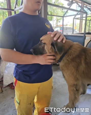 光復災區狗狗168。（圖／Threads@nanapan66提供）