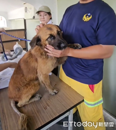 光復災區狗狗168。（圖／Threads@nanapan66提供）
