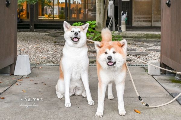 ▲▼50年古民家改建和秋田犬互動還能帶去散步 。（圖／部落客周花花提供）