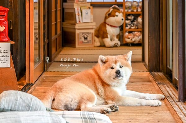▲▼50年古民家改建和秋田犬互動還能帶去散步 。（圖／部落客周花花提供）