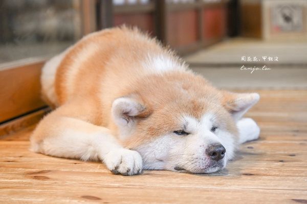 ▲▼50年古民家改建和秋田犬互動還能帶去散步 。（圖／部落客周花花提供）