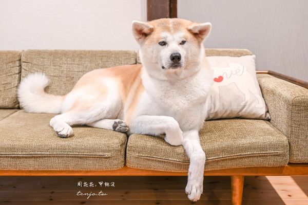 ▲▼50年古民家改建和秋田犬互動還能帶去散步 。（圖／部落客周花花提供）