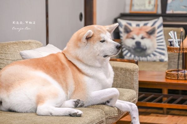 ▲▼50年古民家改建和秋田犬互動還能帶去散步 。（圖／部落客周花花提供）