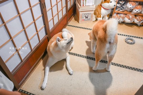 ▲▼50年古民家改建和秋田犬互動還能帶去散步 。（圖／部落客周花花提供）