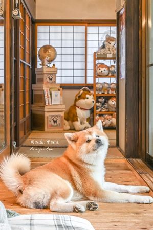 ▲▼50年古民家改建和秋田犬互動還能帶去散步 。（圖／部落客周花花提供）
