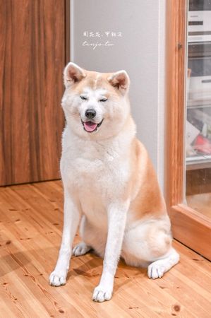 ▲▼50年古民家改建和秋田犬互動還能帶去散步 。（圖／部落客周花花提供）