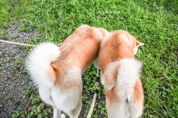 ▲▼50年古民家改建和秋田犬互動還能帶去散步 。（圖／部落客周花花提供）