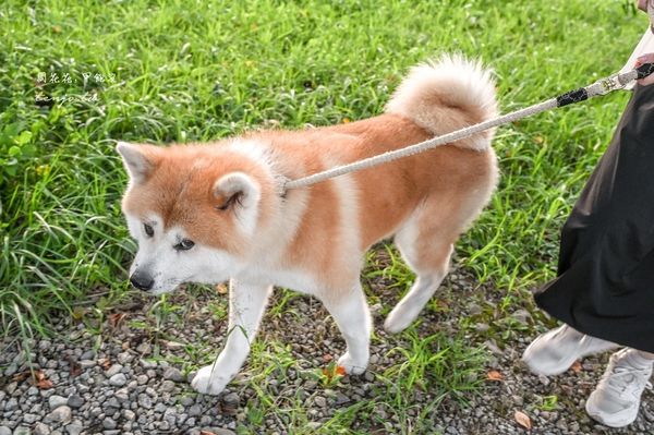 ▲▼50年古民家改建和秋田犬互動還能帶去散步 。（圖／部落客周花花提供）